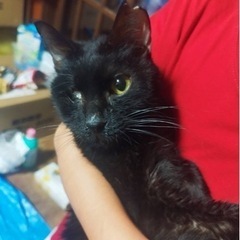 緊急確保‼️黒猫女の子1才半‼️死にかけ➡️元気⭐️