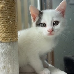 まもなく生後2ヶ月の子猫4兄妹