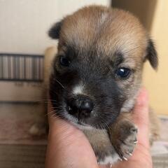 よちよち子犬男の子③