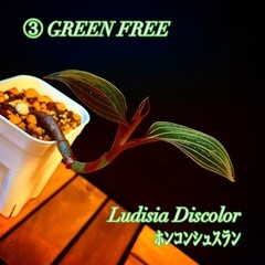 観葉植物〝Ludisia Discolor〟「ホンコンシュスラン...