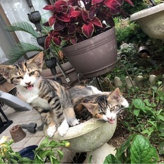【話し合い中の為一時受付を停止させていただきます】里親募集しています