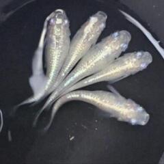 再販！オーロララメ　メダカ稚魚10匹