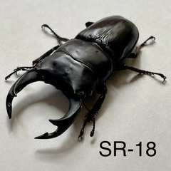 （ネット決済・配送） オオクワガタ 能勢SR ♂73㎜ /SR-18