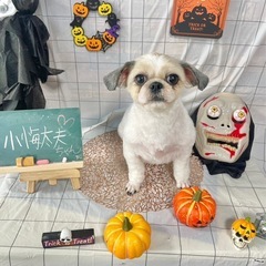 トリマーさん募集中の画像