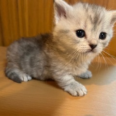トリマーさん募集中の画像