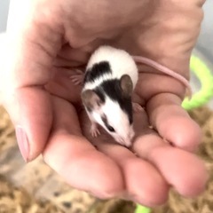 パンダマウス 生後1か月 オス  - 可児市
