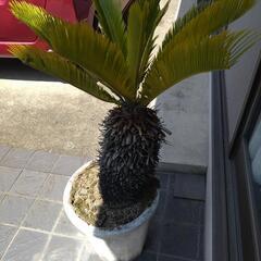 ソテツ　植木