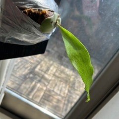 お譲り先が決まりました。ビカクシダ ヒリー ドラゴンクロー 板付け 希少 観葉植物 の画像