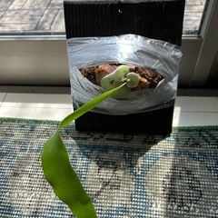 お譲り先が決まりました。ビカクシダ ヒリー ドラゴンクロー 板付け 希少 観葉植物 の画像
