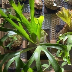 お譲り先が決まりました。ビカクシダ ヒリー ドラゴンクロー 板付け 希少 観葉植物 の画像