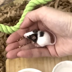 パンダマウス 生後1か月 オス  - 里親募集
