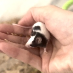 パンダマウス 生後1か月 オス  − 岐阜県