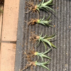 🍍パイナップル苗1株（吸芽）の画像