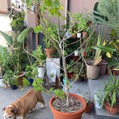 酔芙蓉　スイフヨウ　アオイ科　苗　植物　