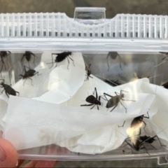 鈴虫 10ペア(20匹)お譲り致します　①の画像