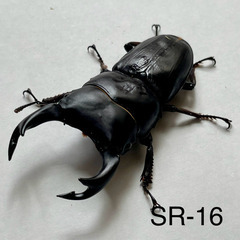 （ネット決済・配送） オオクワガタ 能勢SR ♂69㎜ /SR-16