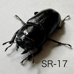 （ネット決済・配送） オオクワガタ 能勢SR ♀51㎜ /SR-17