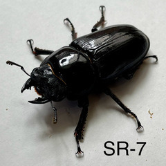 （ネット決済・配送） オオクワガタ 能勢SR ♀48㎜ /SR-7