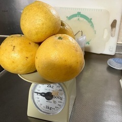 食品　
残り3袋となりました。 愛媛産河内晩柑 の画像