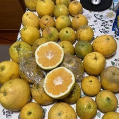 食品　
残り3袋となりました。 愛媛産河内晩柑 の画像