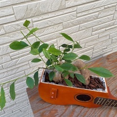 【ガジュマル植え】ウクレレの画像