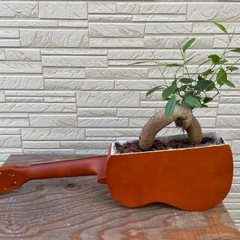 【ガジュマル植え】ウクレレの画像