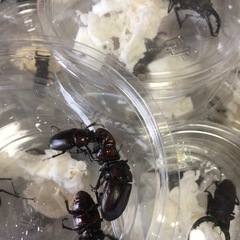 トカラノコギリクワガタ　♀3匹