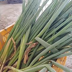 食品ロス削減‼️(*｀ｴ´*)今年もはねだしねぎ売ります❗の画像