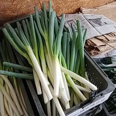 食品ロス削減‼️(*｀ｴ´*)今年もはねだしねぎ売ります❗の画像