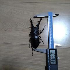 105mm　ギラファノコギリクワガタ
　オス単品　飼育ケース付き