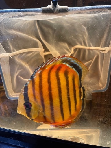 ワイルドディスカス　パラコニ