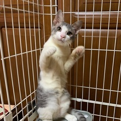 人懐っこくて可愛い子猫4ヶ月