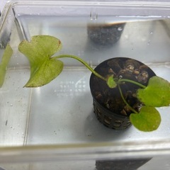 バナナプラント 水草