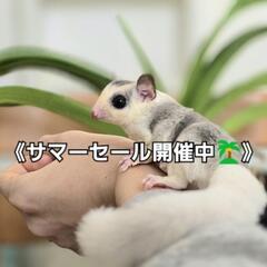 フクロモモンガ《サマーセール開催中🌴‼️》