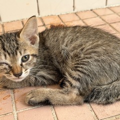 里親募集　猫1匹