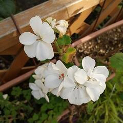 観葉植物　ゼラニウム　オリヅルラン　クンシラン