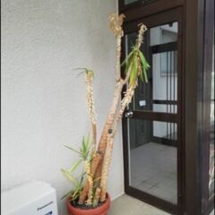 観葉植物　ドラセナ　植木　鉢植え　
