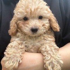 【飼い主様決まりました】トイプードルの男の子🌻🔆