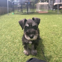 【飼い主様決まりました】ミニチュアシュナウザーの女の子🍓