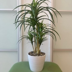 【取引中】イミテーション　観葉植物