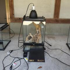 クレステッドゲッコー飼育セット