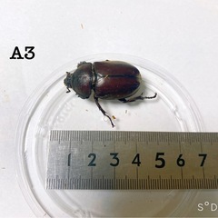 国産カブトムシ成虫ペアリング済み夏休みの自由課題に！