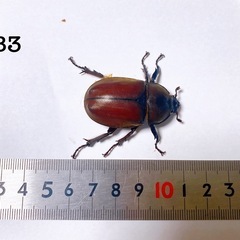 国産カブトムシ成虫ペアリング済み夏休みの自由課題に！の画像