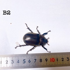 国産カブトムシ成虫ペアリング済み夏休みの自由課題に！