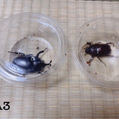 国産カブトムシ成虫ペアリング済みカブトムシの一生を見てみませんか？の画像