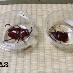 国産カブトムシ成虫ペアリング済みカブトムシの一生を見てみませんか？