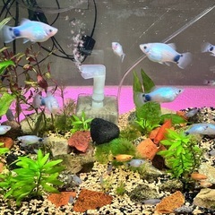 熱帯魚 ミッキープラティ