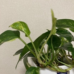 【観葉植物】ポトス🌱鉢付きの画像