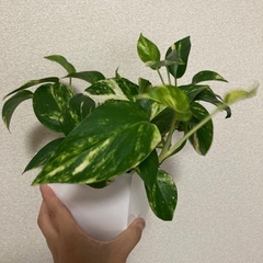 【観葉植物】ポトス🌱鉢付きの画像