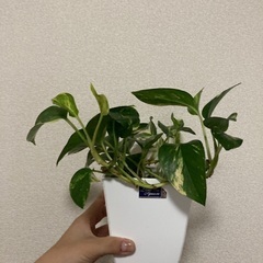 【観葉植物】ポトス🌱鉢付きの画像